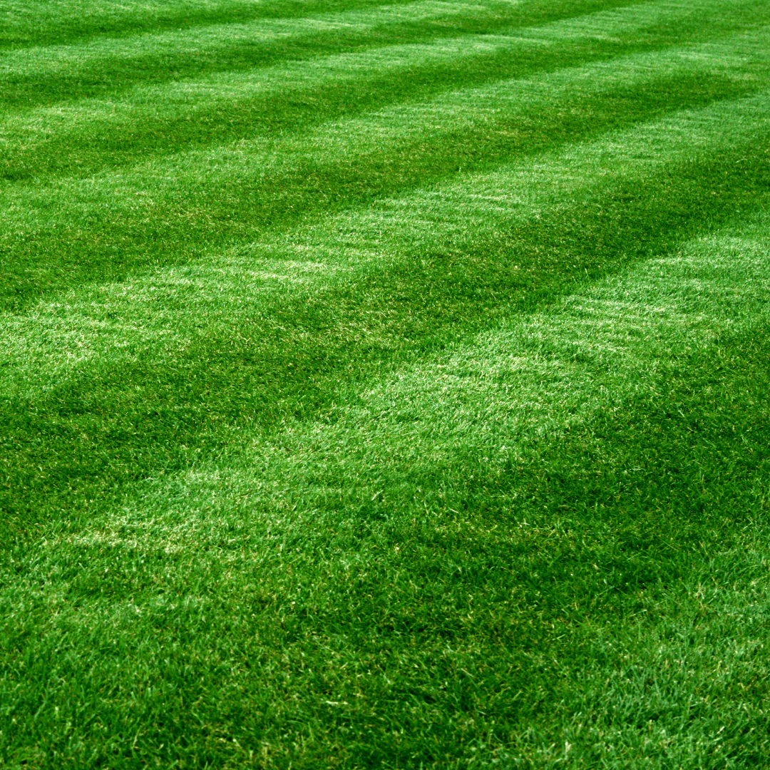Lawn Care